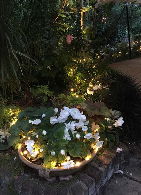 garden lit - begonia bowl